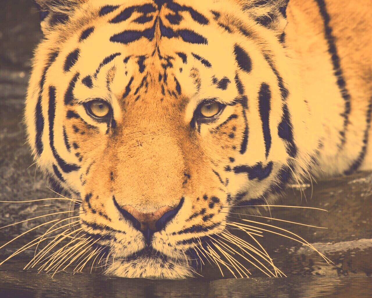 Купание тигра обои