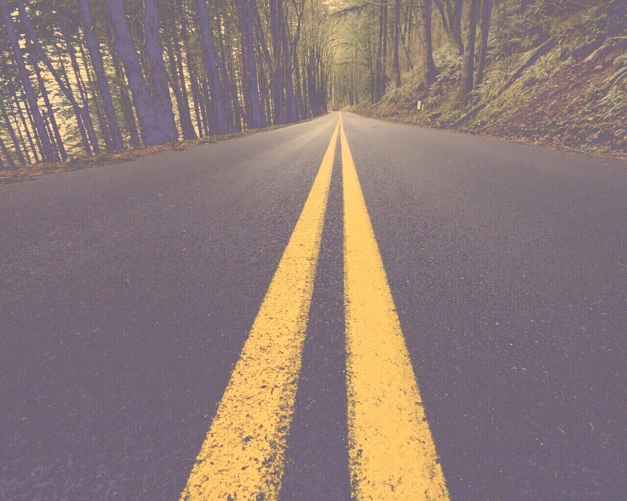 Дорога в лесу обои