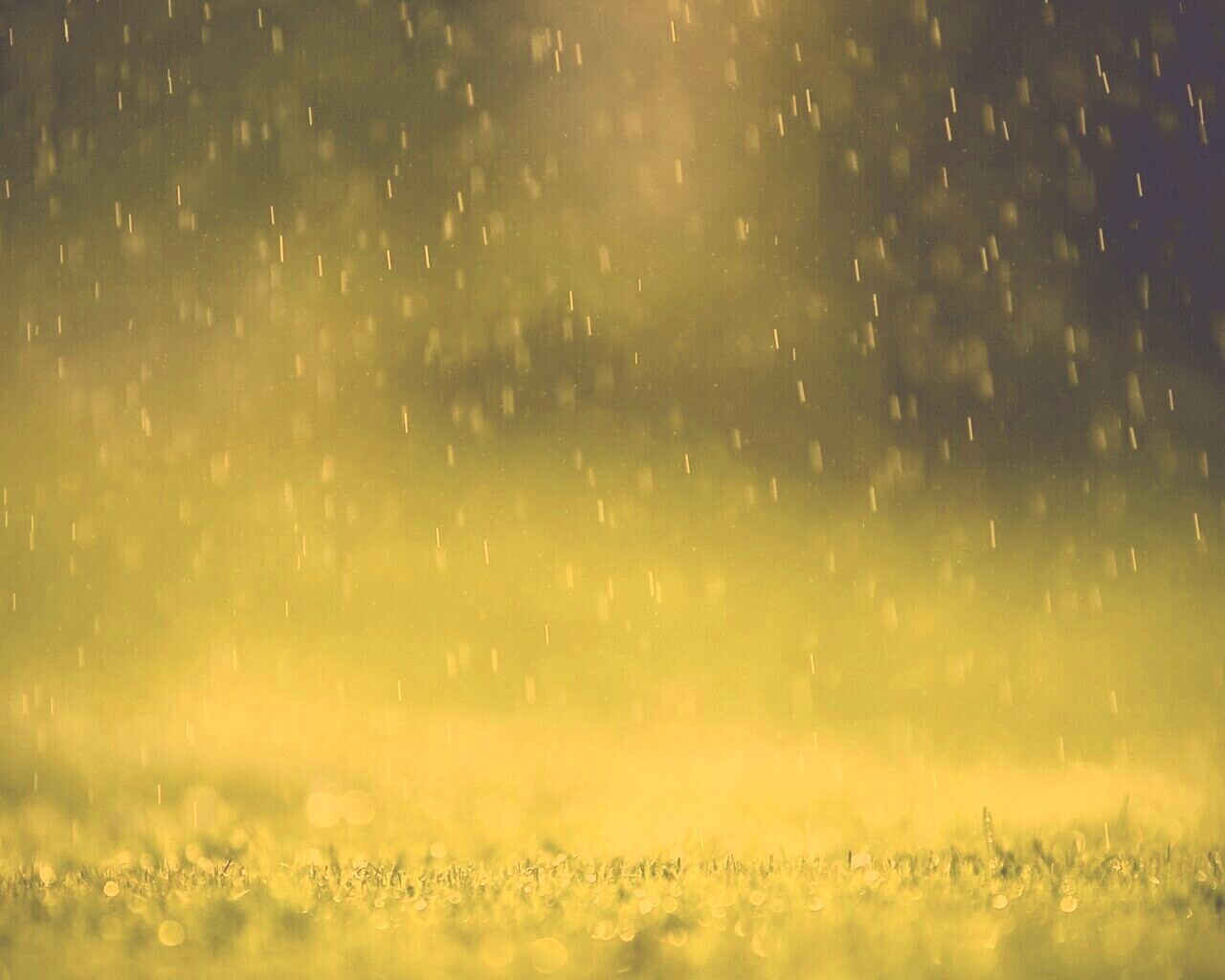 Трава под дождем обои