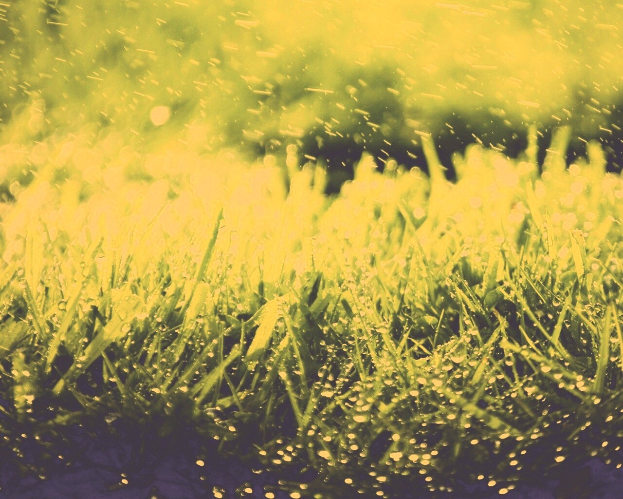 Роса на траве обои