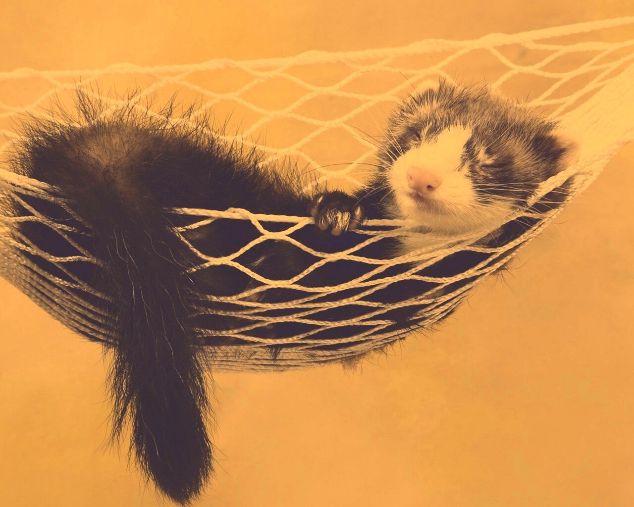 Хорек в гамаке обои