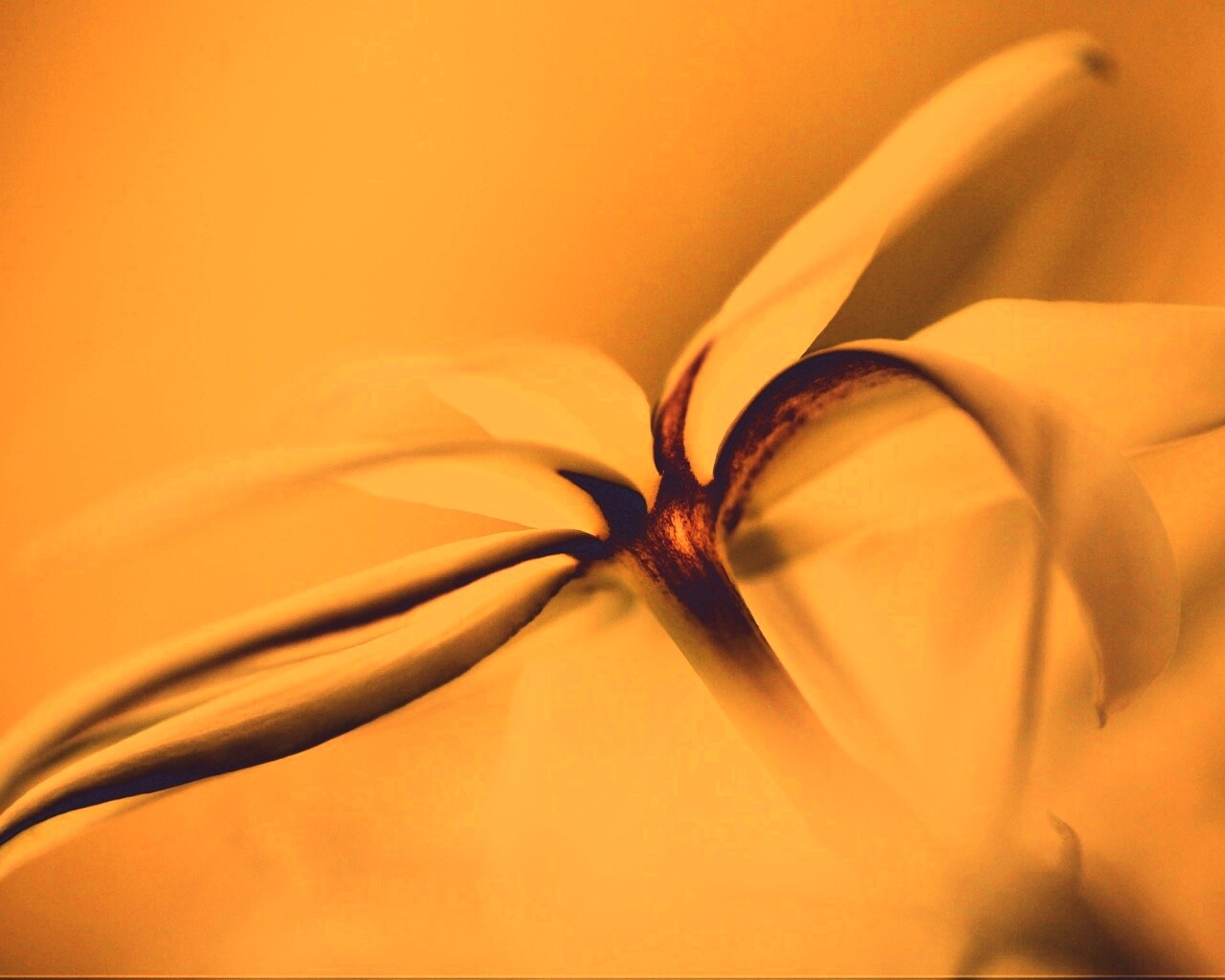 Цветок обои