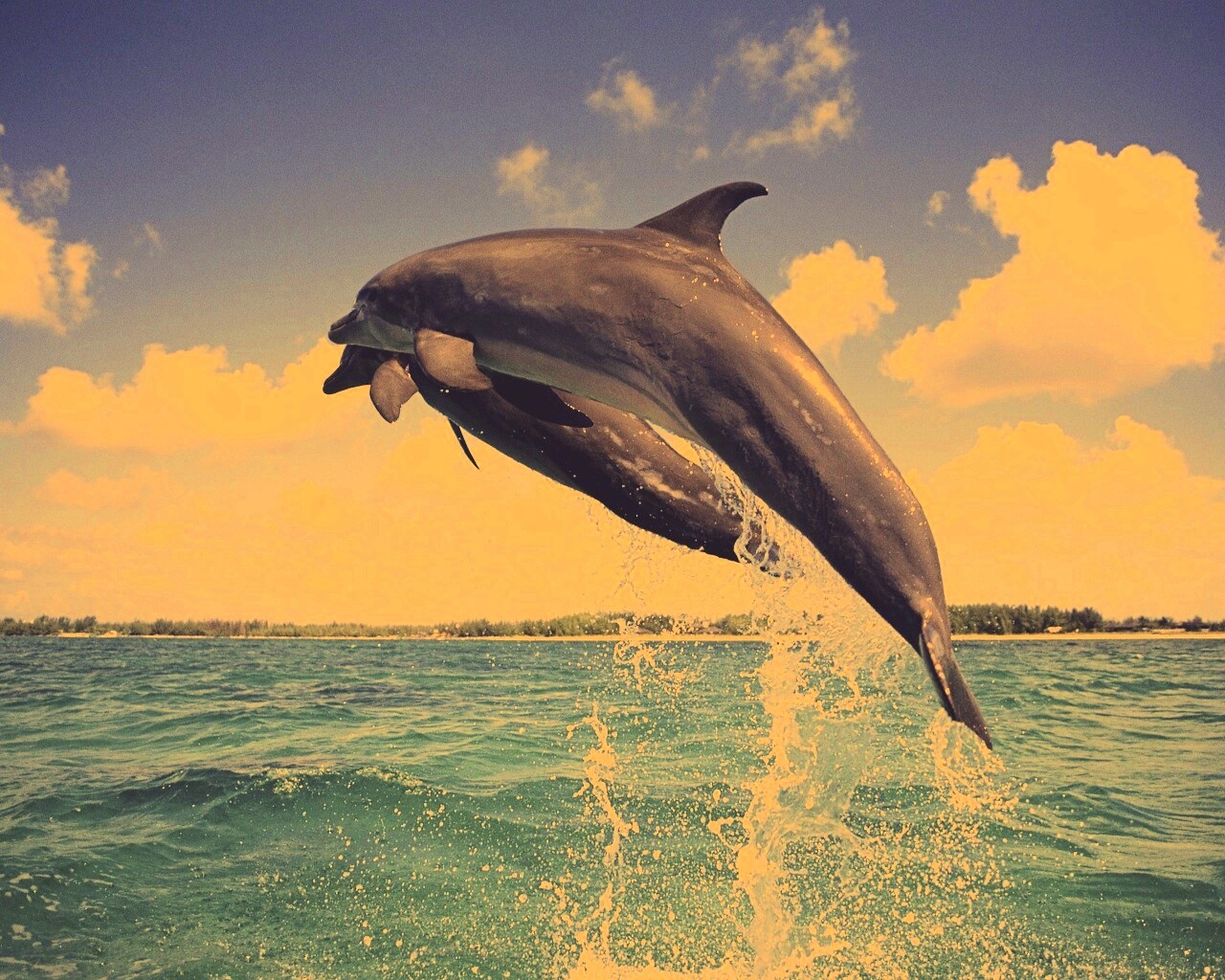 Дельфины обои