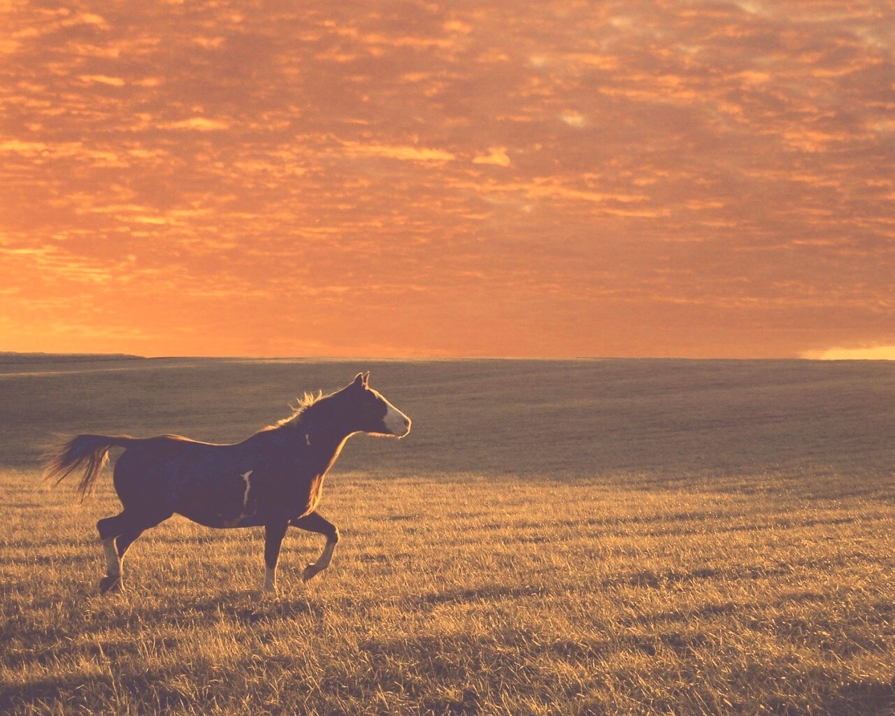 Мустанг обои