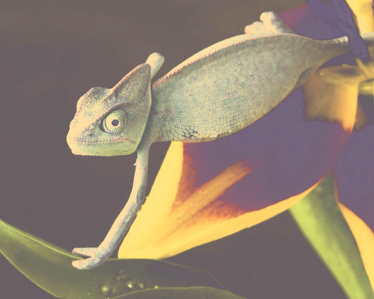Хамелеон обои