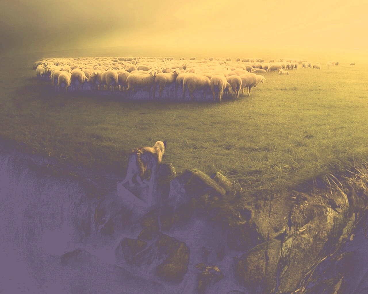 Волк и овцы обои