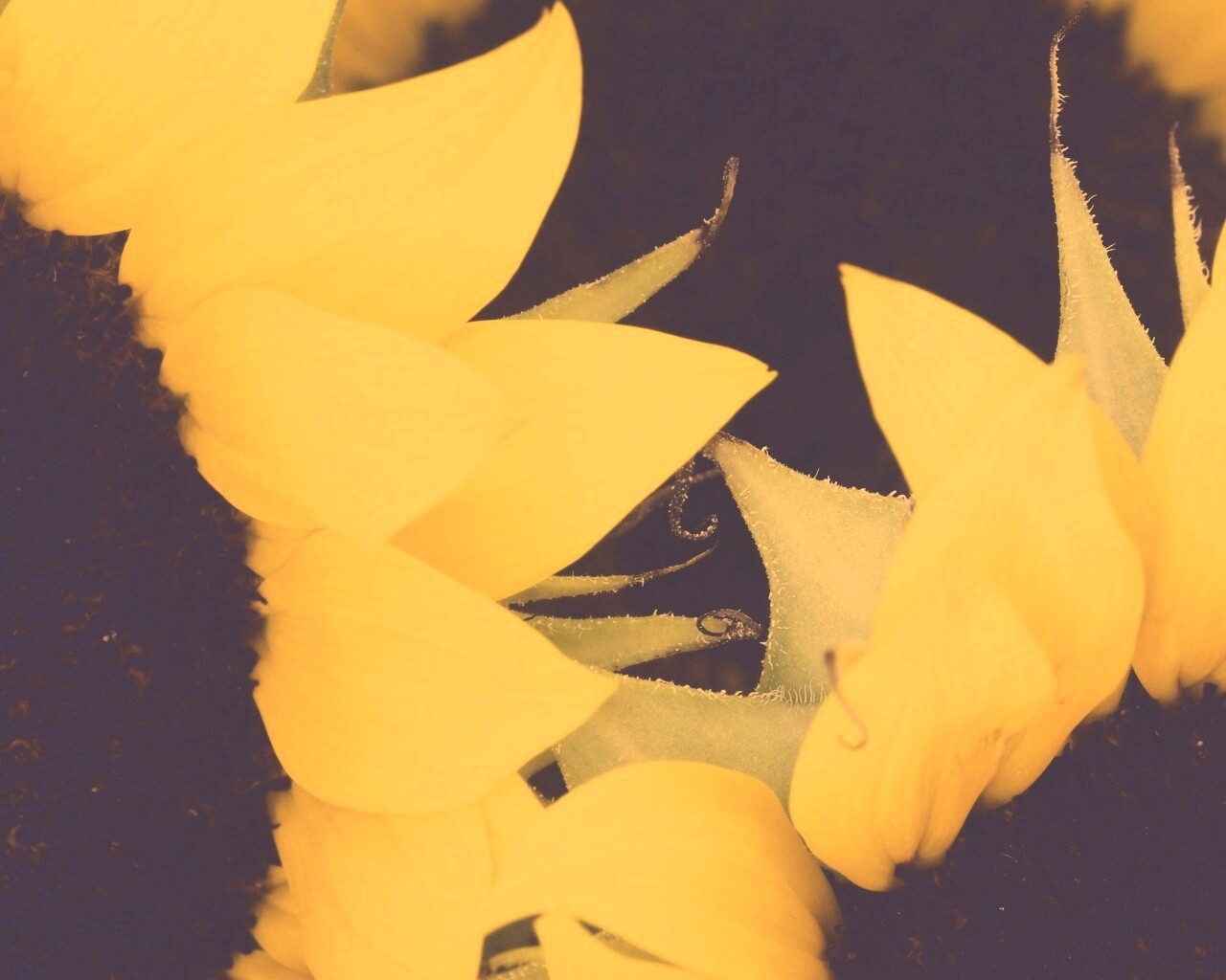 Подсолнухи обои