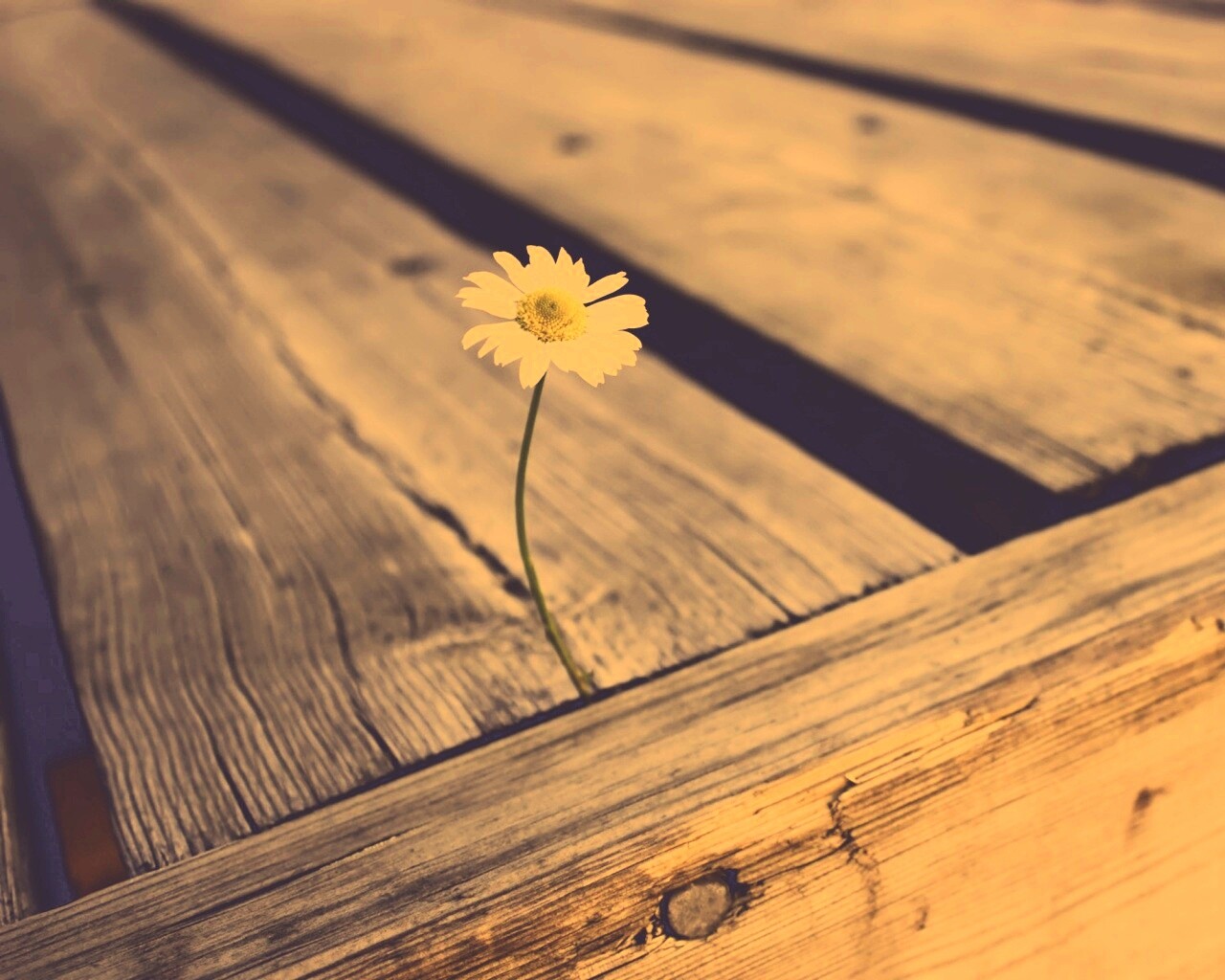 Жизнь среди смерти обои