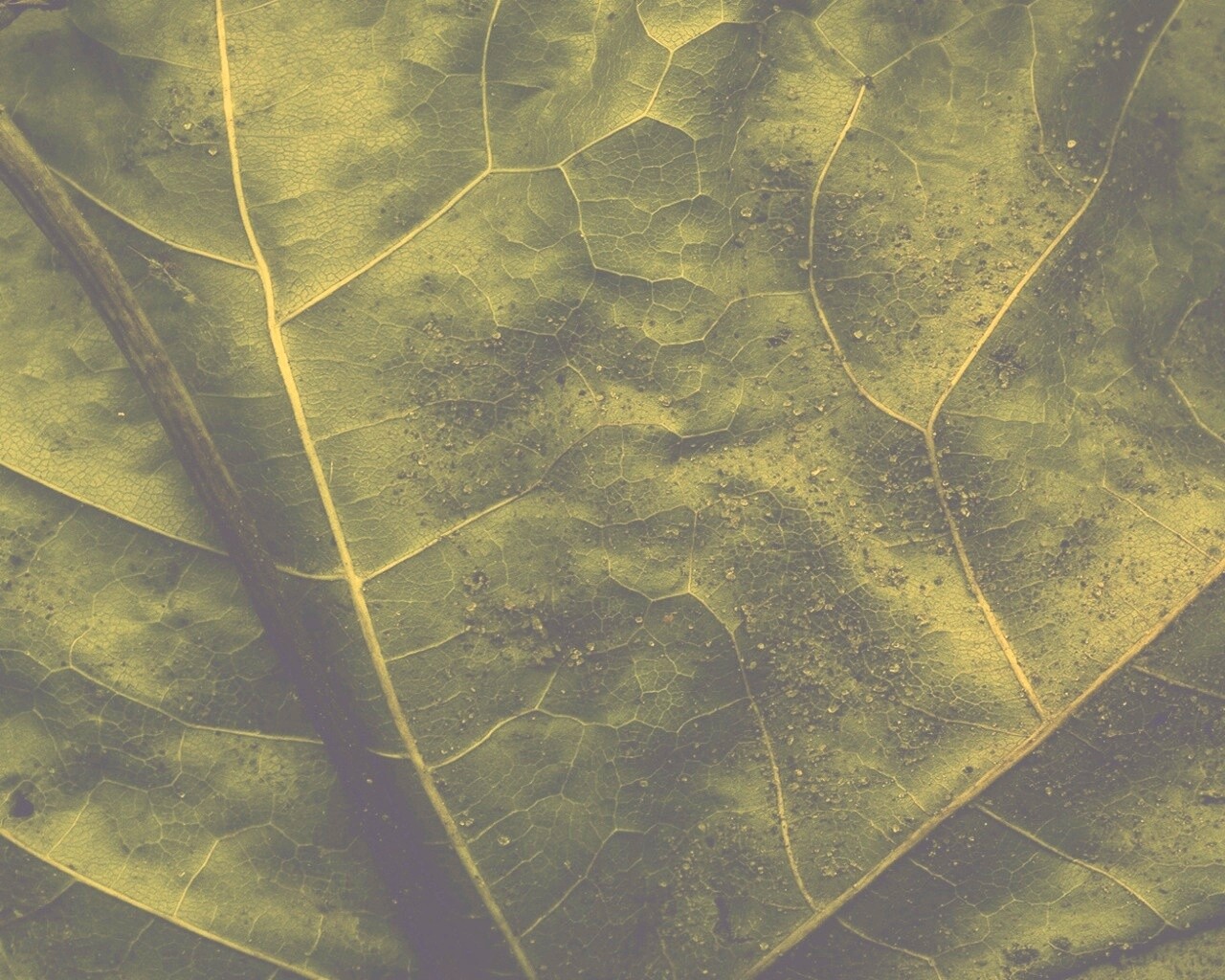 Макро зеленый лист обои