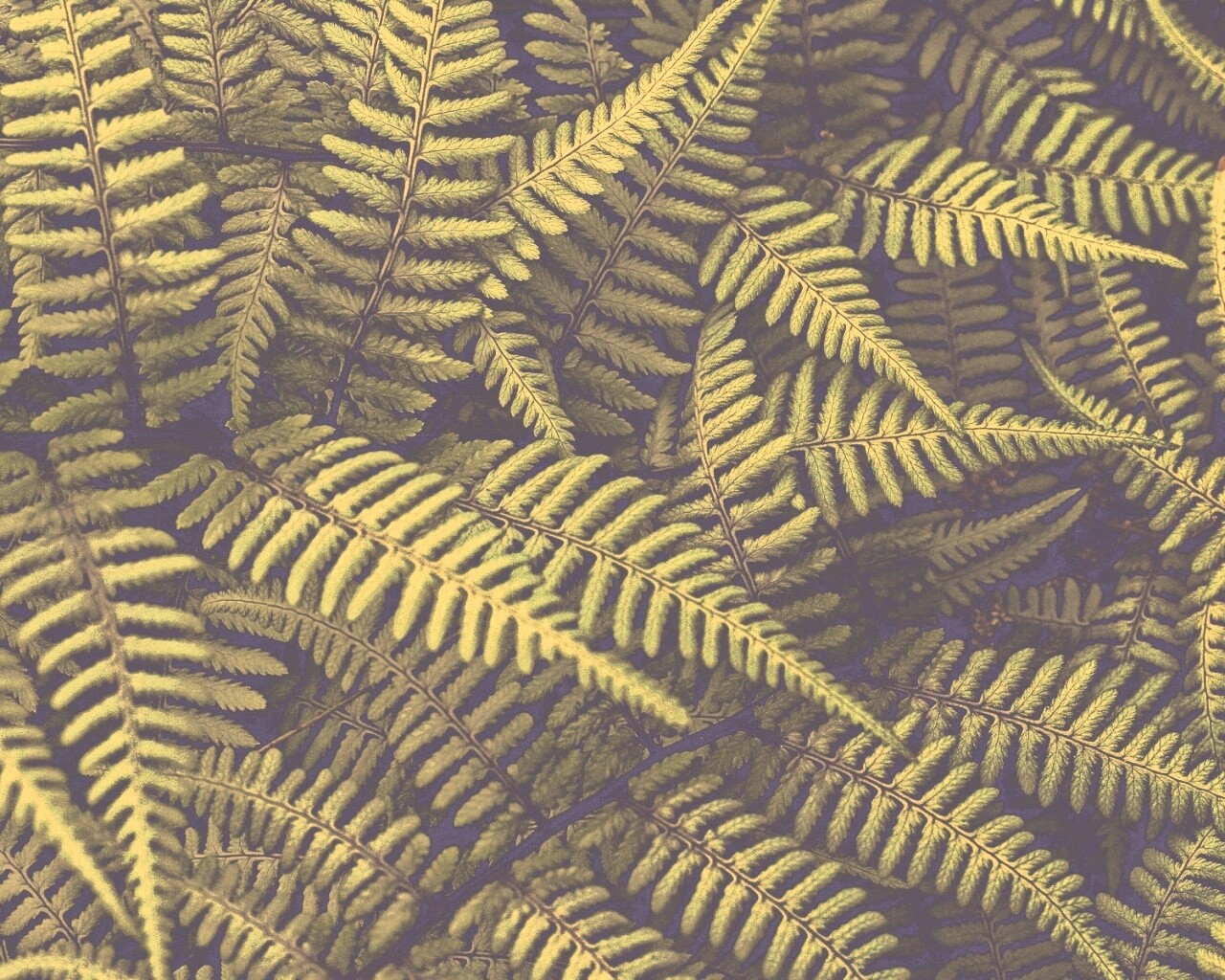 Папоротник обои