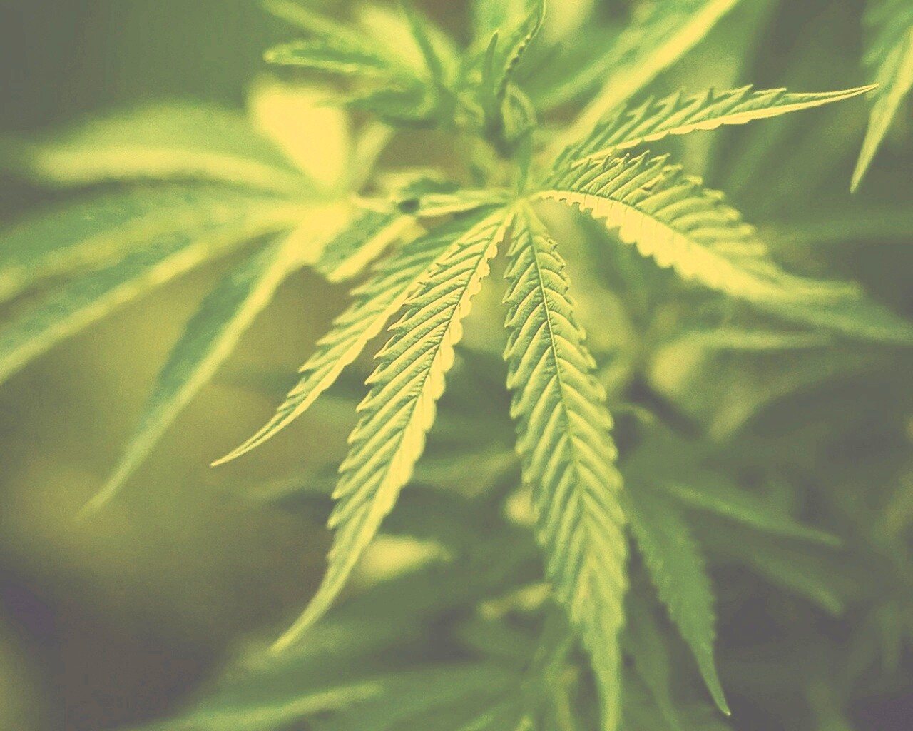 Марихуана обои