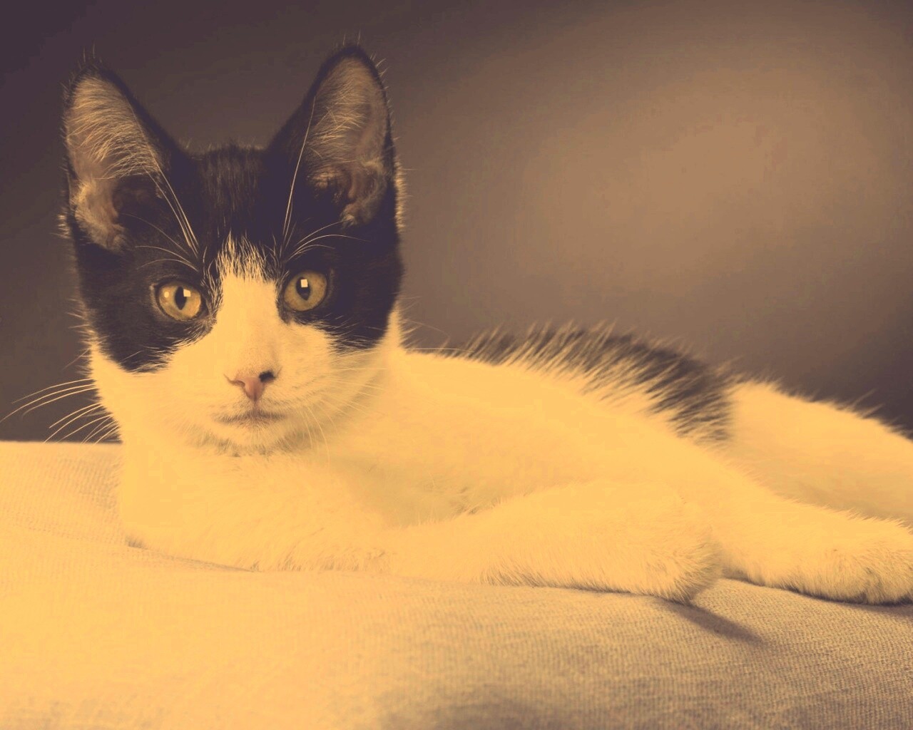 Кот на подушке обои