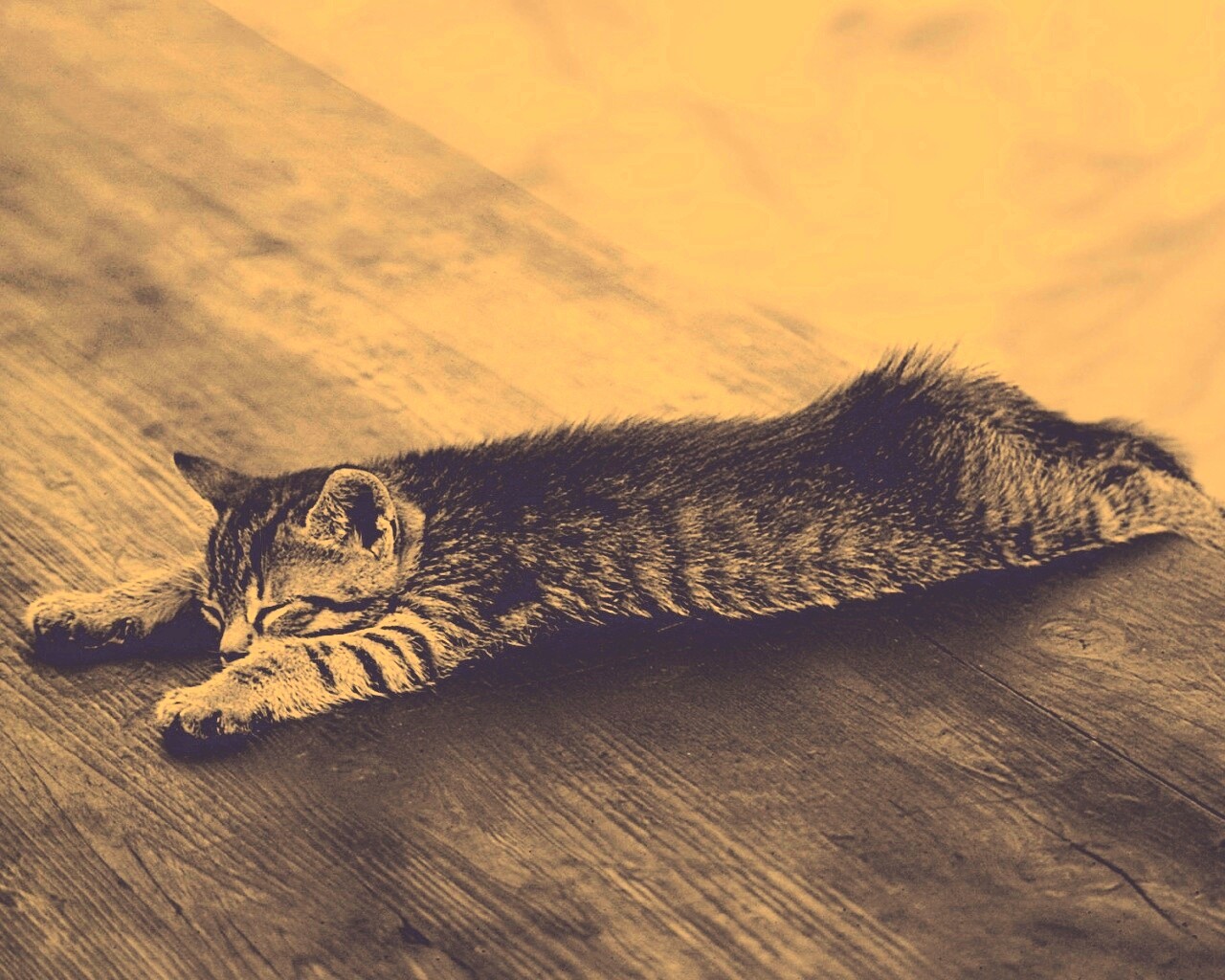 Растянувшийся кошара обои