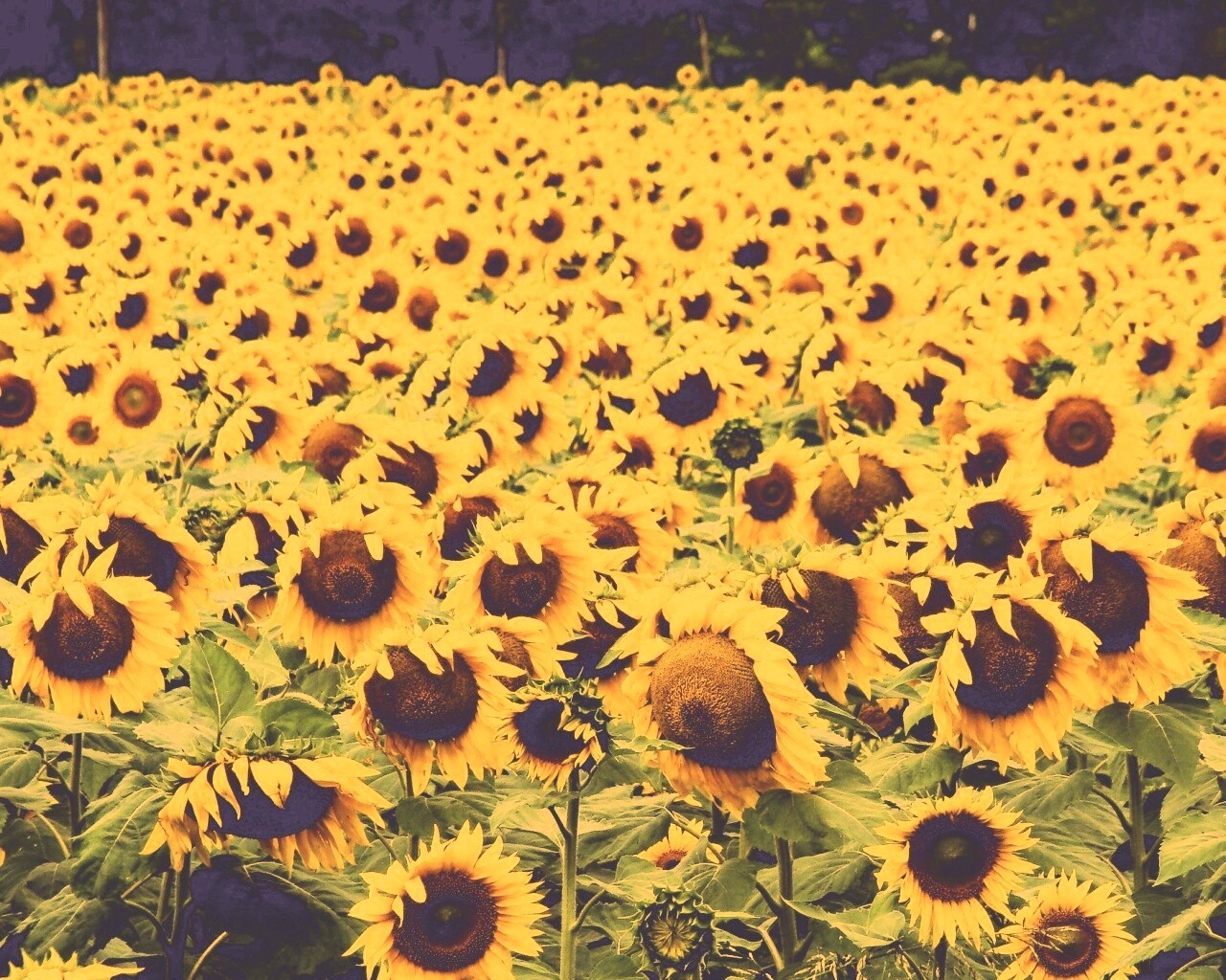 Поле подсолнухов обои
