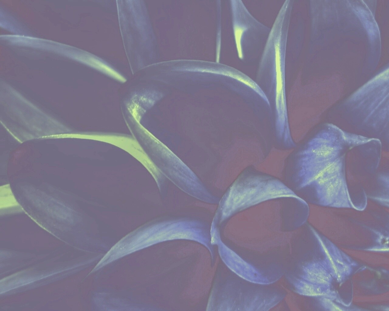 Лепестки обои