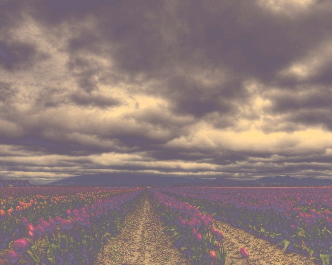 Цветочное поле под грозовым небом обои