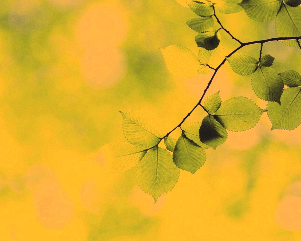 Зеленая ветка с листьями обои