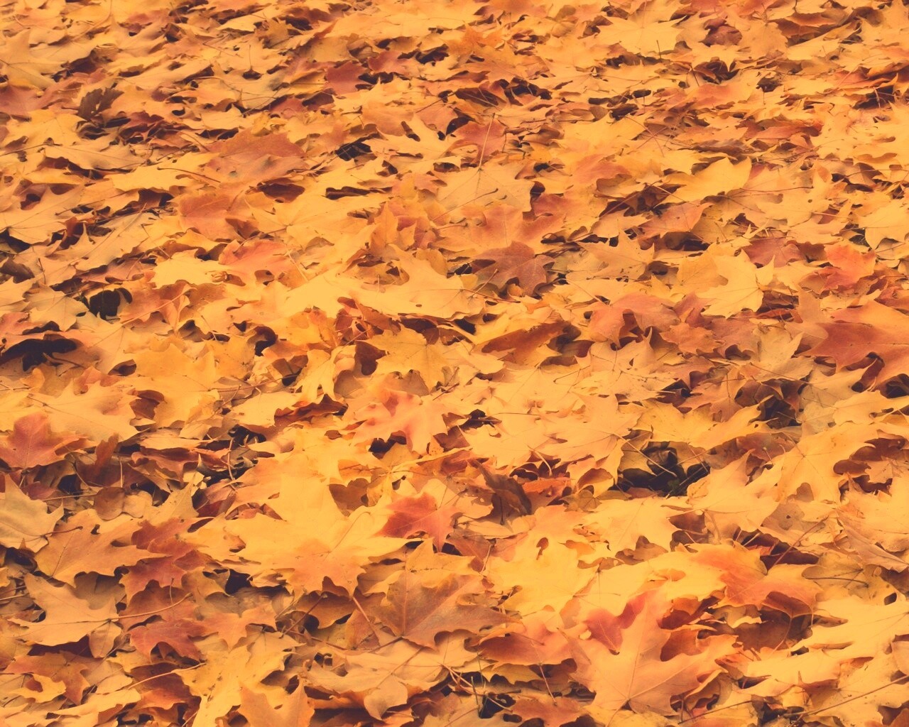 Листья клена обои