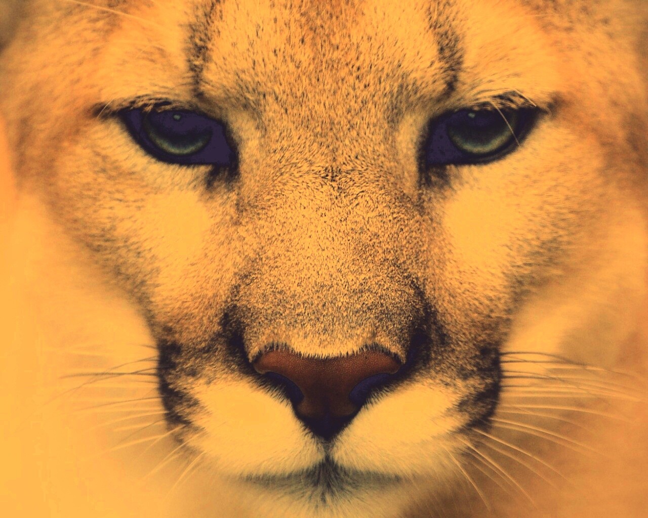 Взгляд большой кошки обои