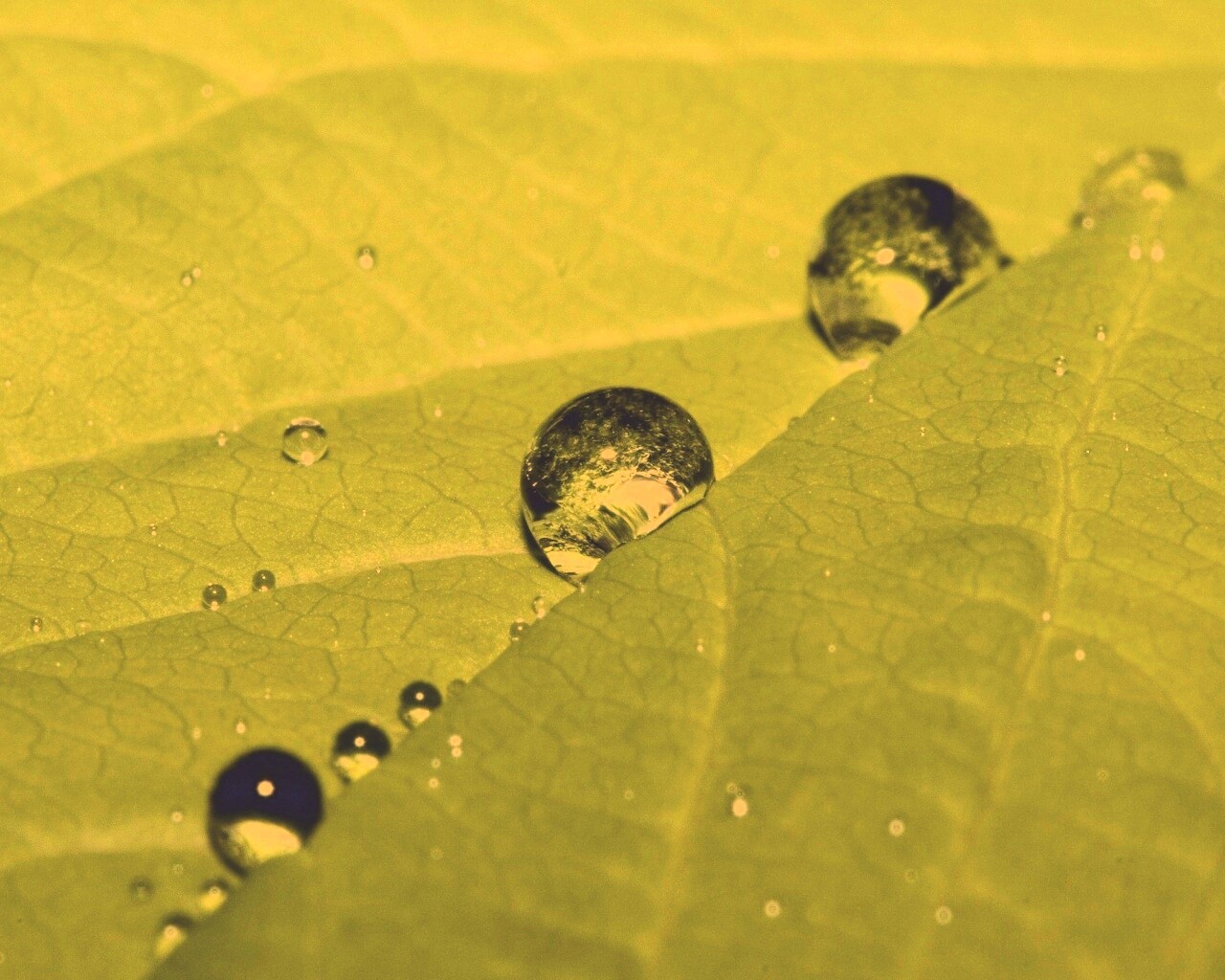 Капли на листе обои