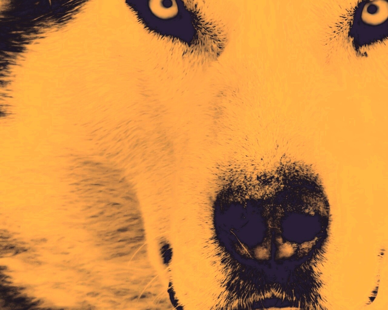 Сибирский хаски обои