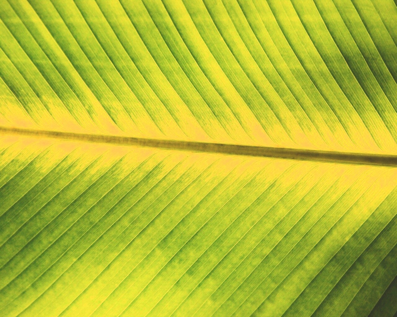 Пальмовый лист на солнце обои