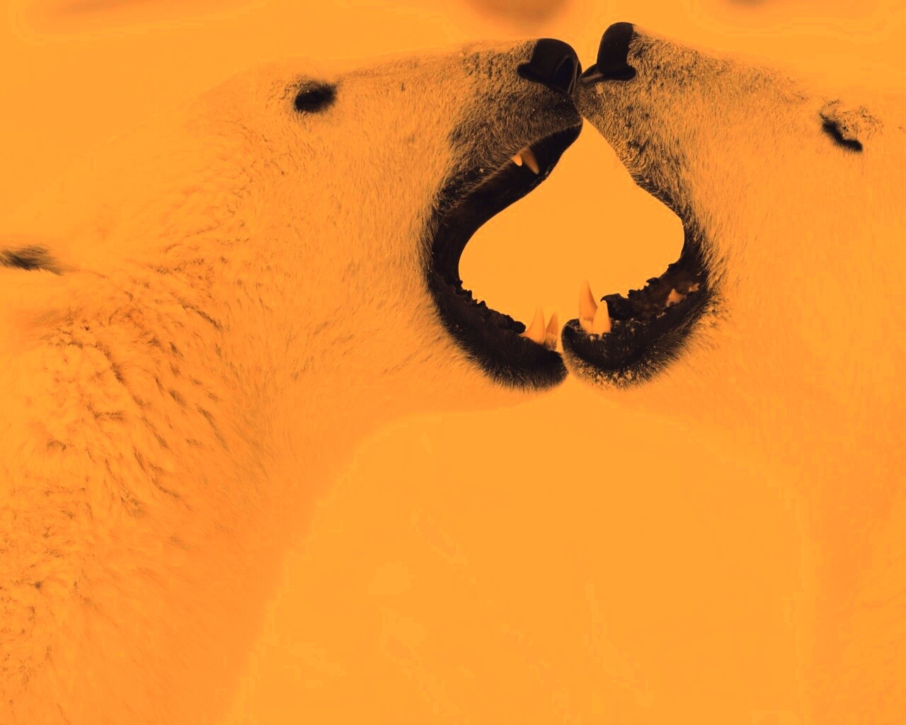 Полярные медведи обои