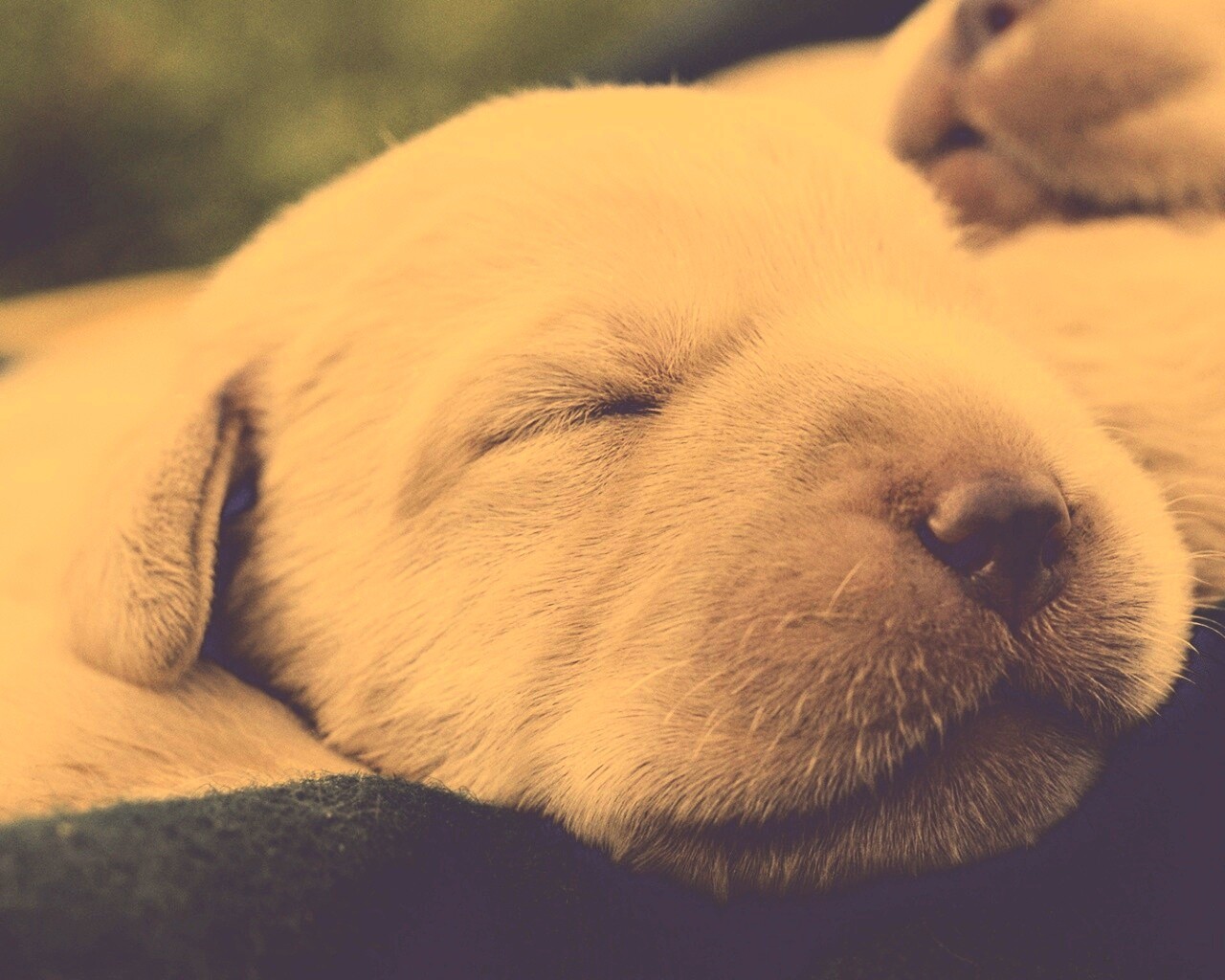 Мордочки симпатичных щенков обои