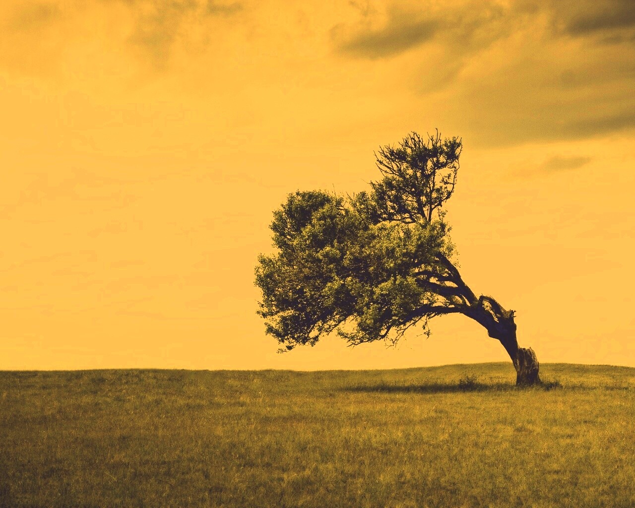 Склоненное дерево обои