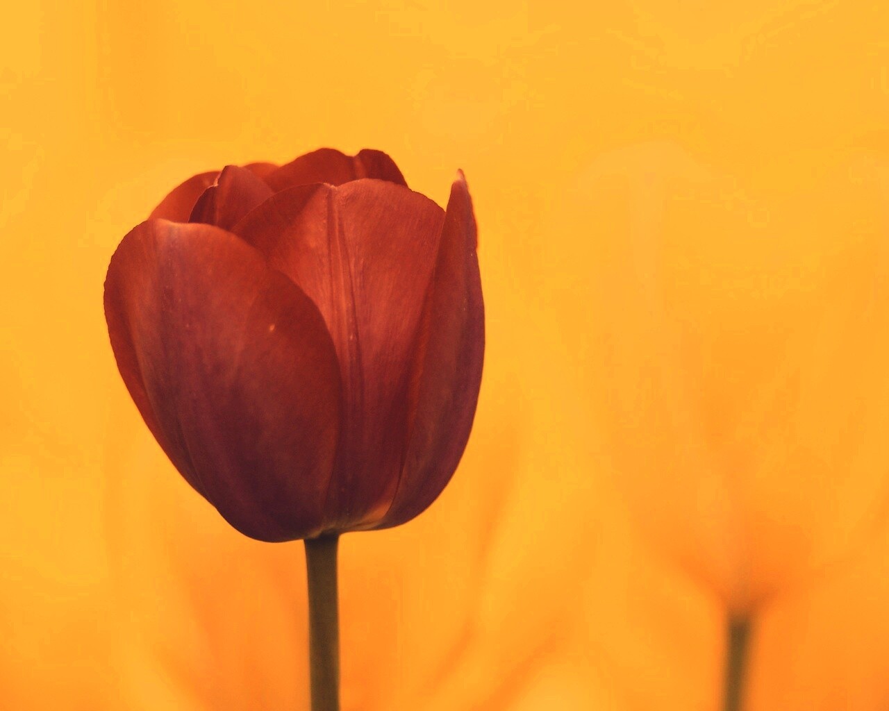 Красный тюльпан обои