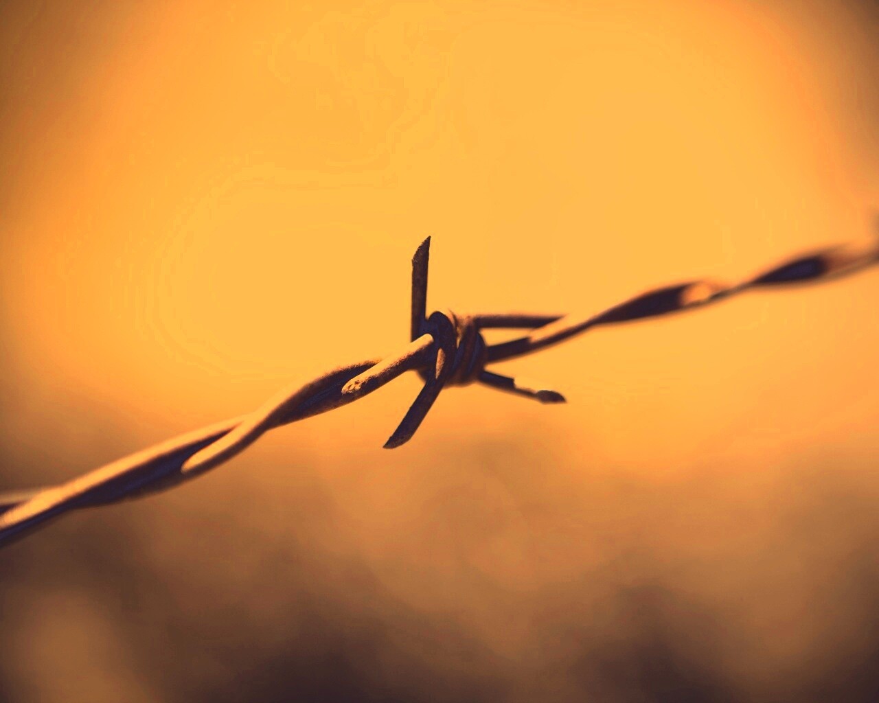 Фото колючей проволоки обои