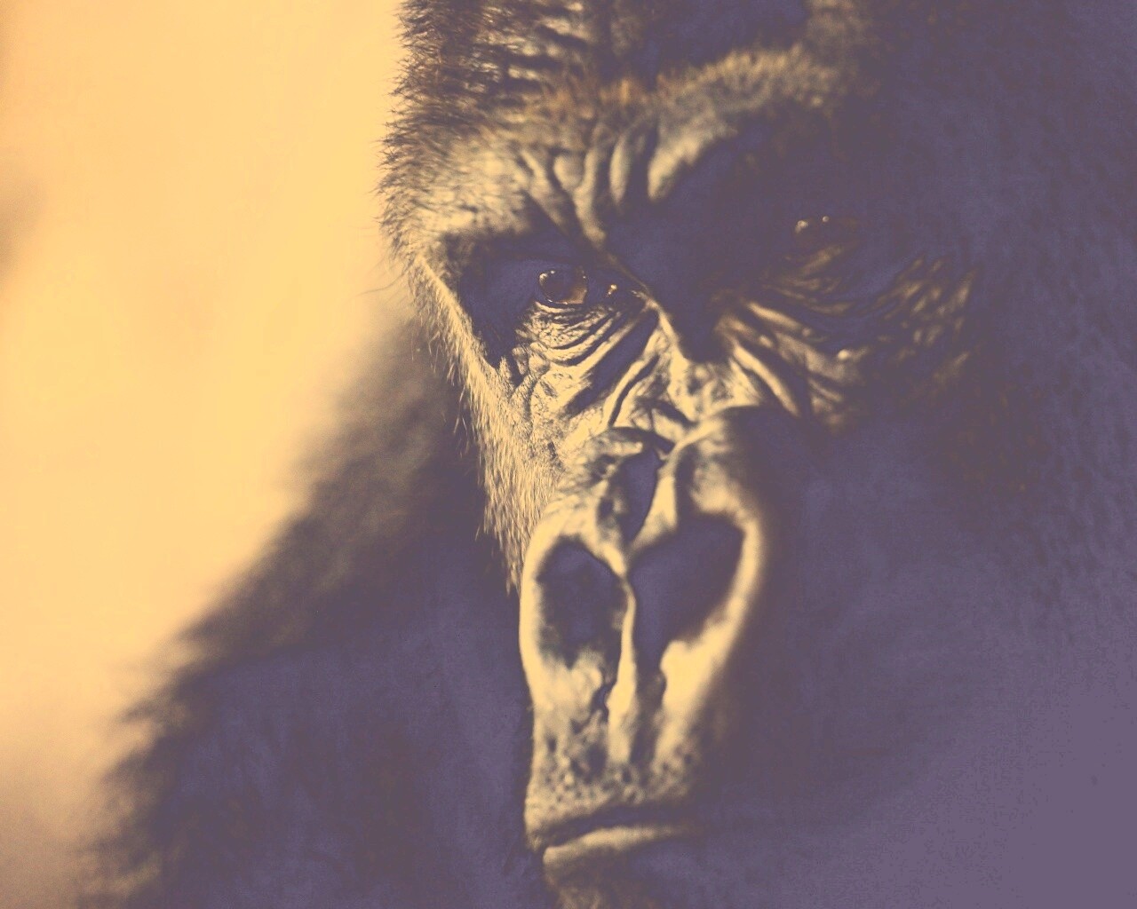 Фото орангутанга обои