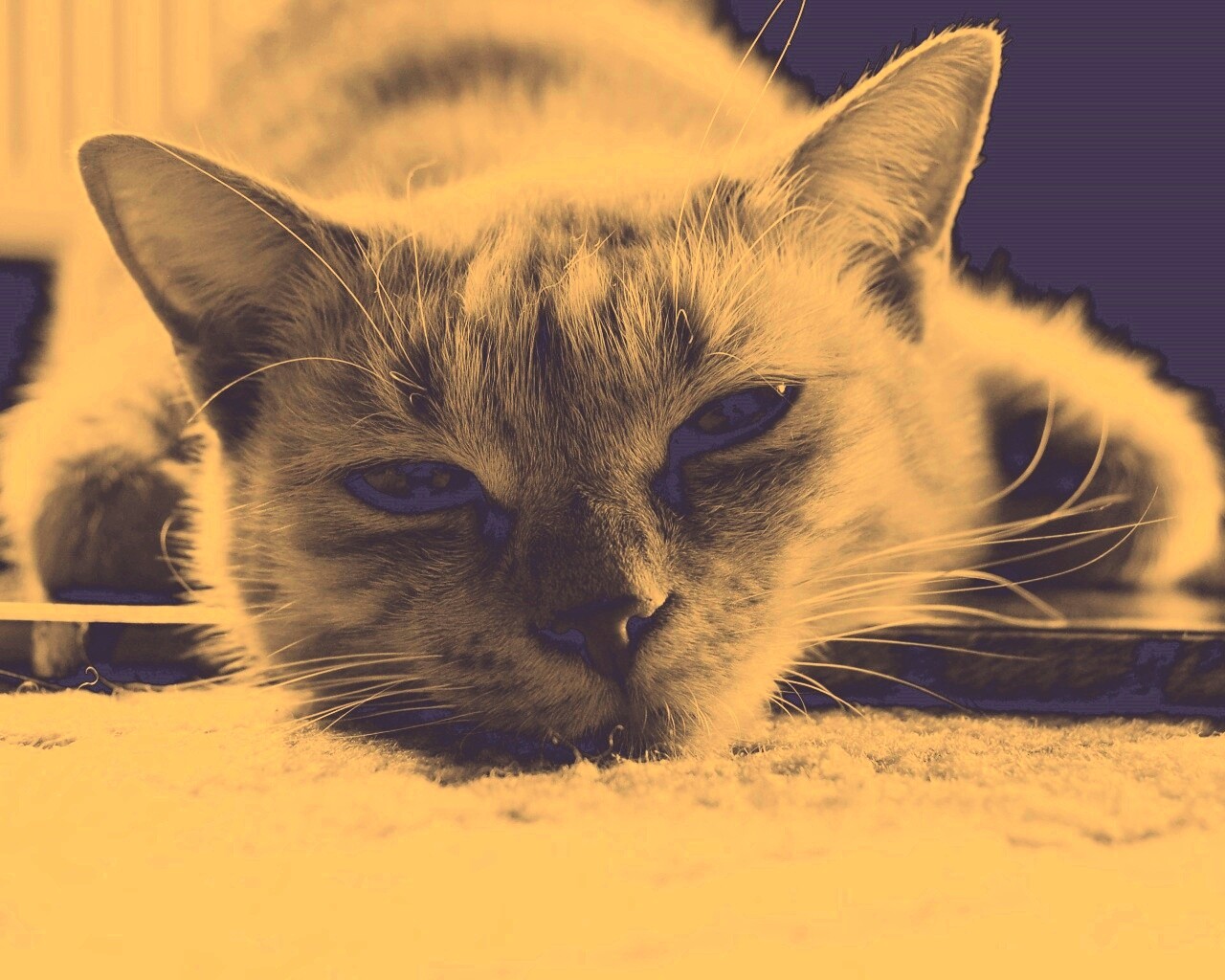 Кошара обои