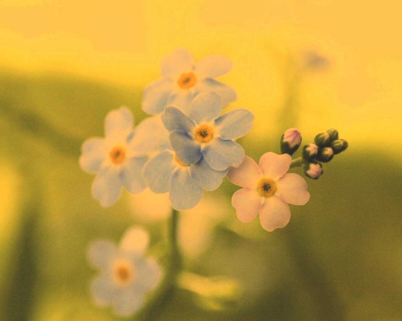 Обои цветов обои