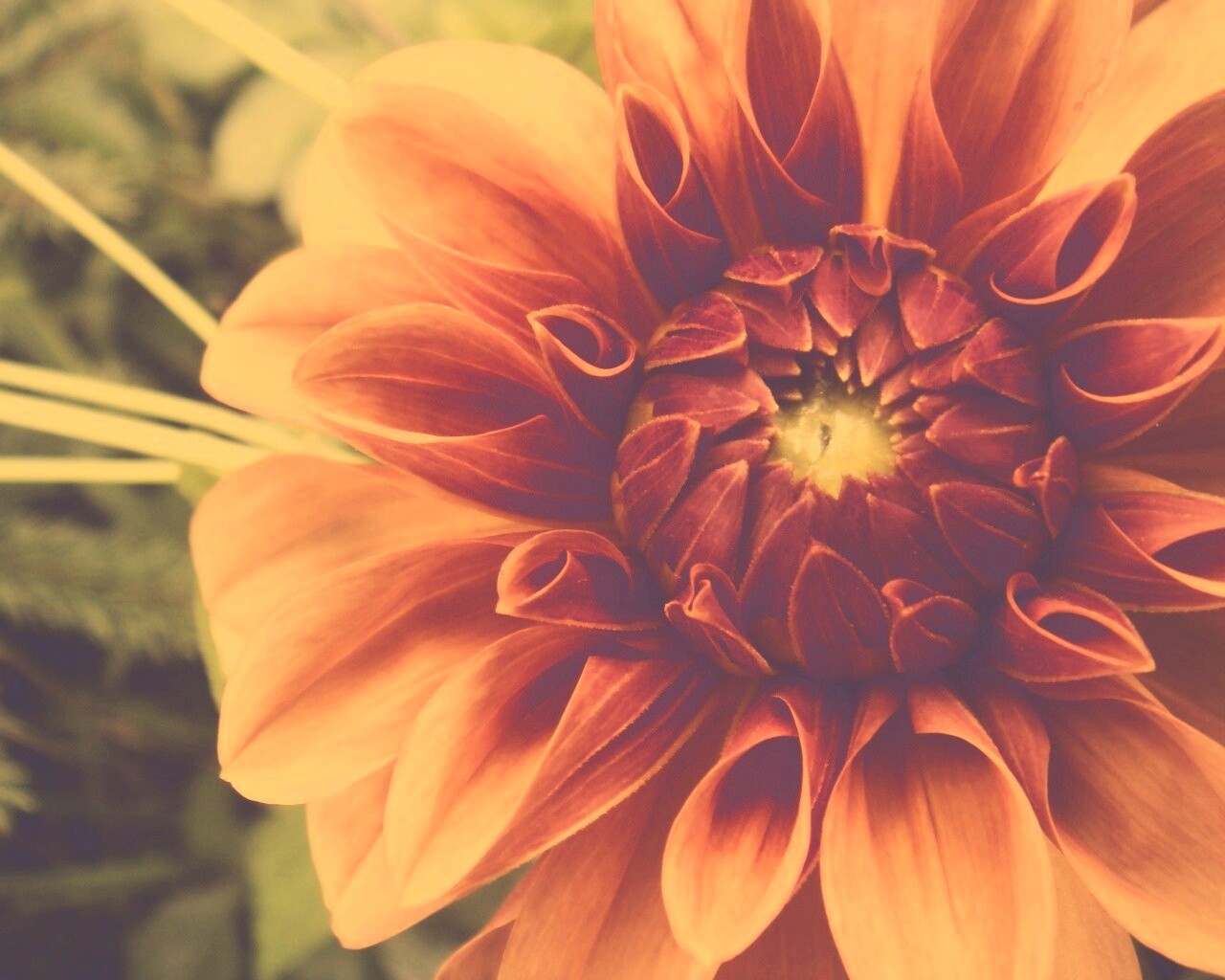 Аленький цветочек обои