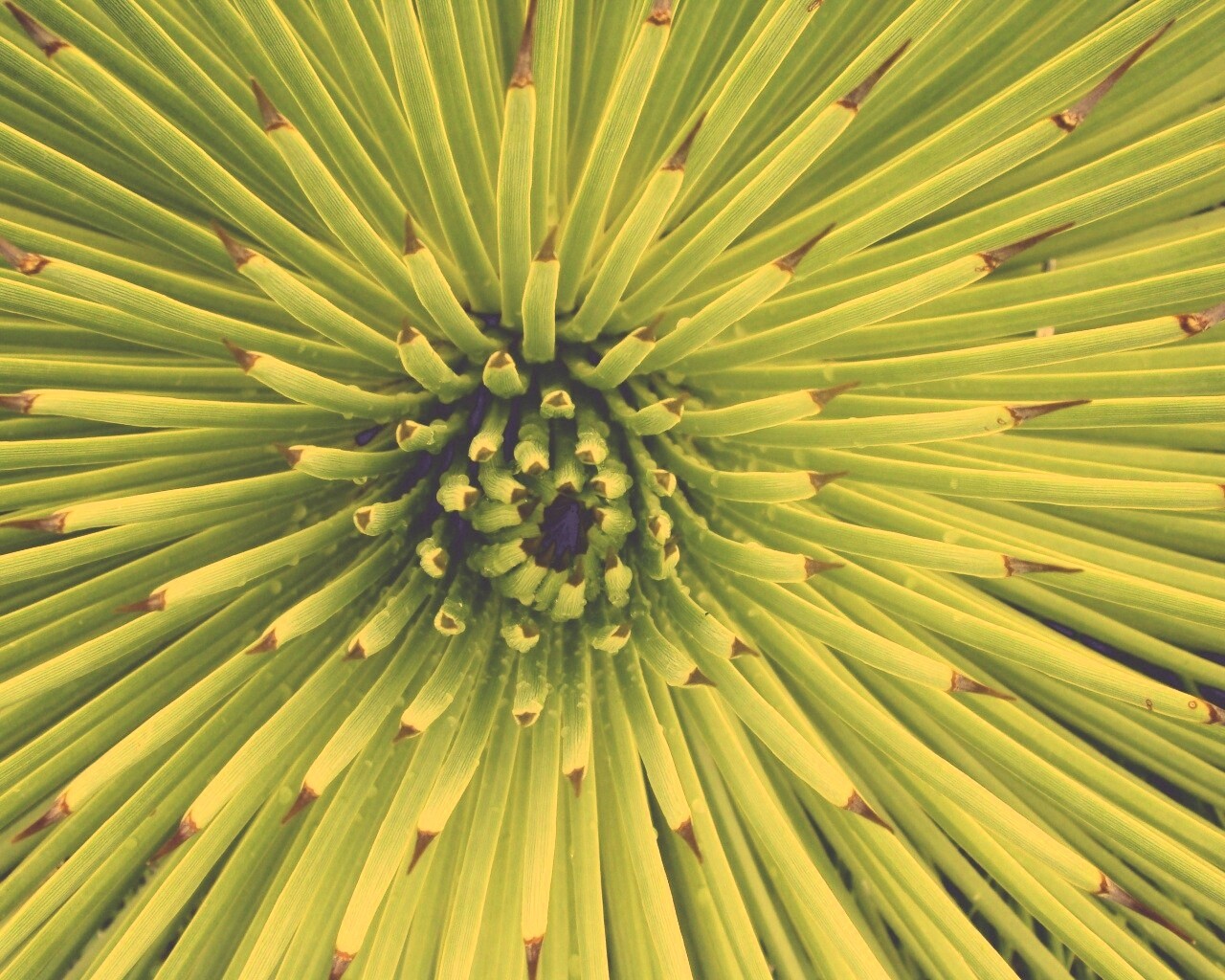 Хищный цветок обои