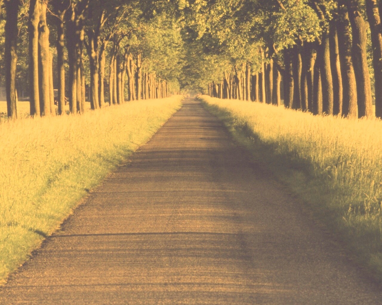 Живописная аллея обои