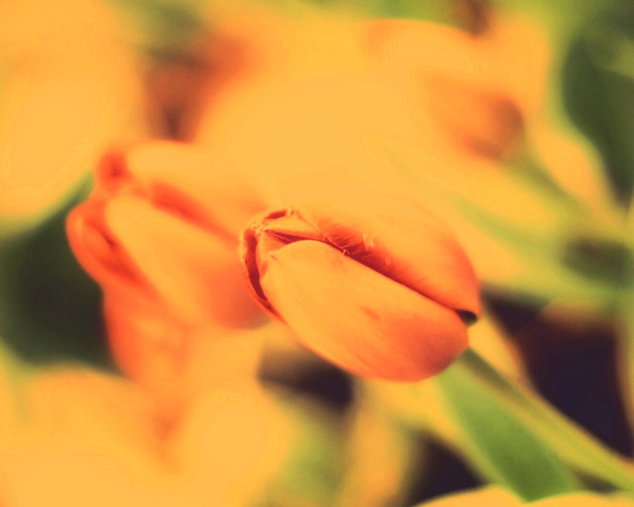 Красивый тюльпан обои