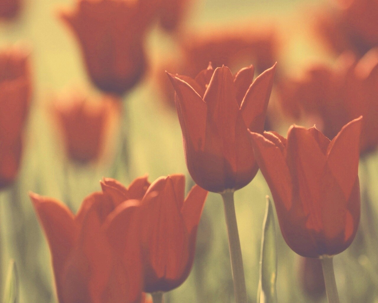 Красные цветы обои