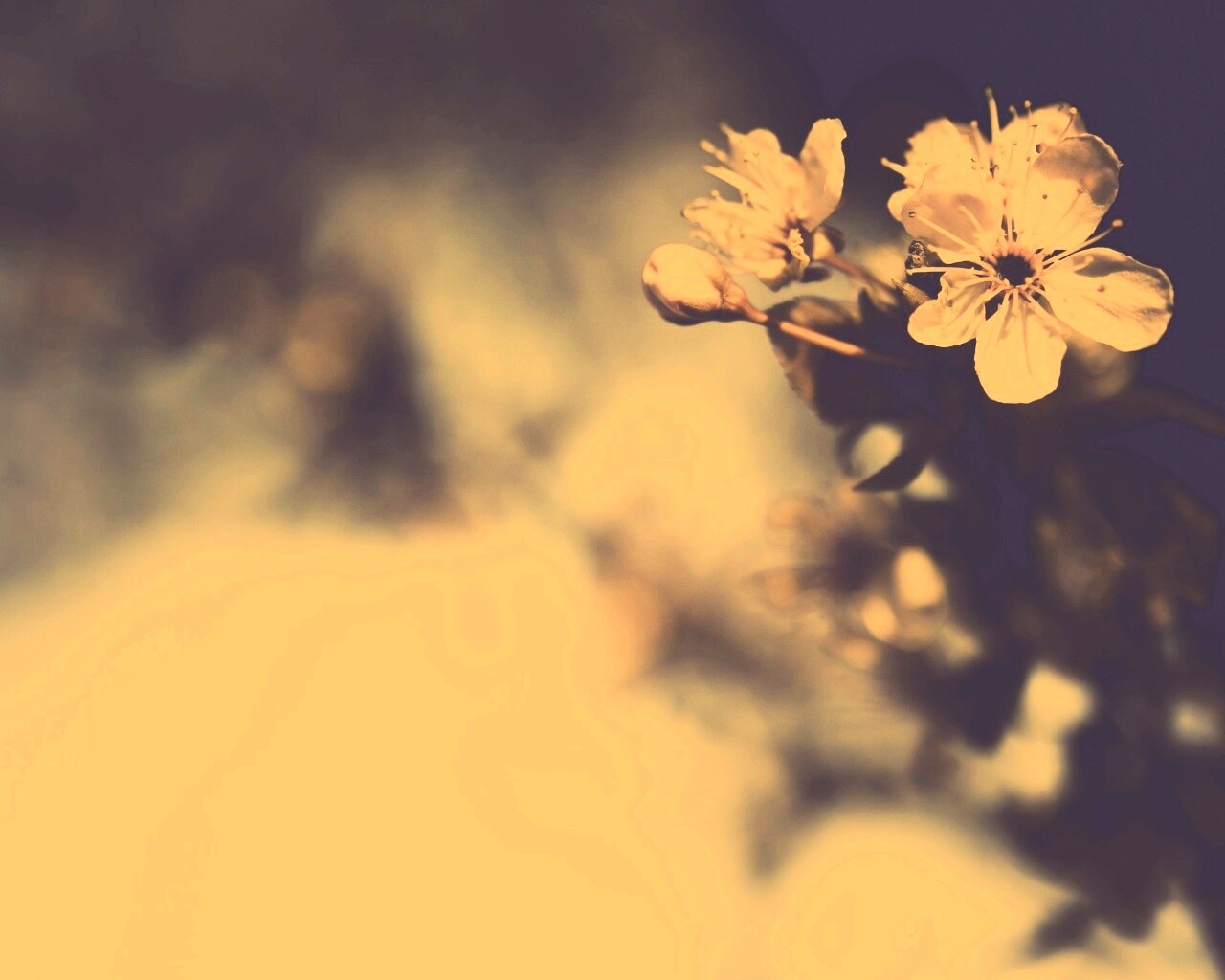 Цветок вишни обои