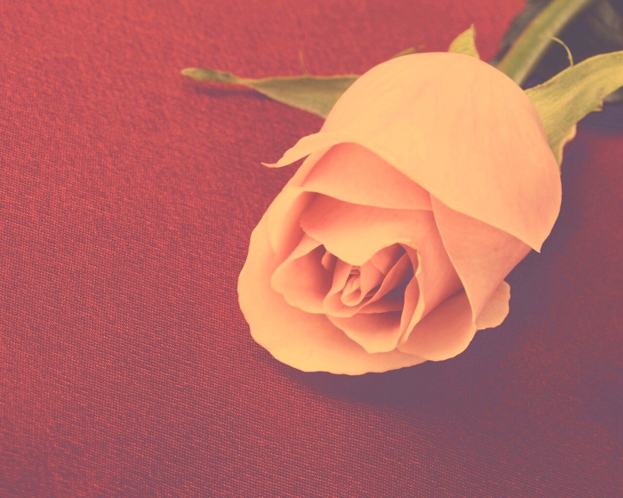 Розовая роза обои