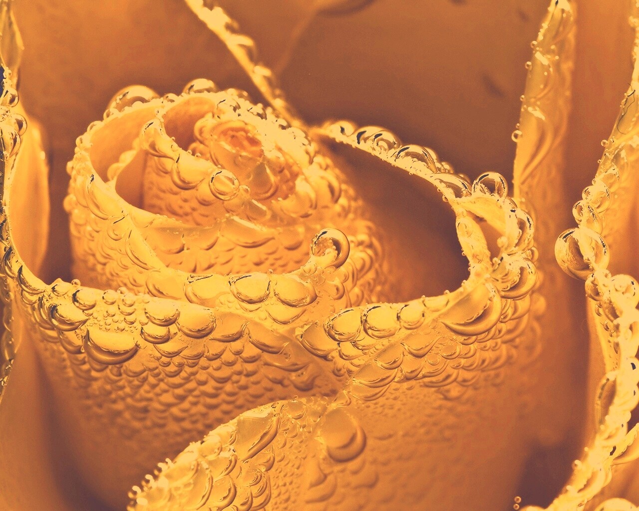 Мокрый желтый цветок обои