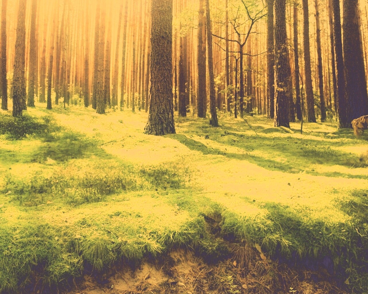 Солнечный лес обои