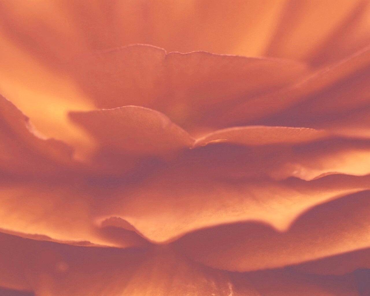 Лепестки красного цветка обои