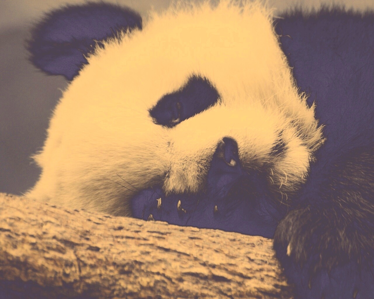 Панда на ветви обои