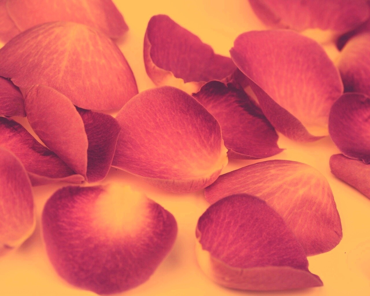 Лепестки розы обои