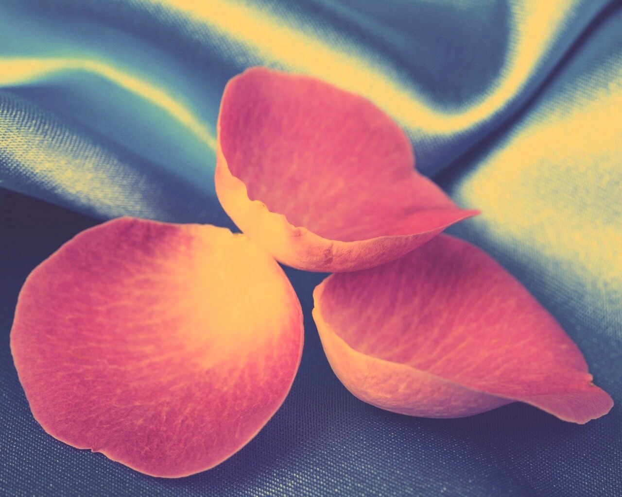 Лепестки розы на голубой ткани обои