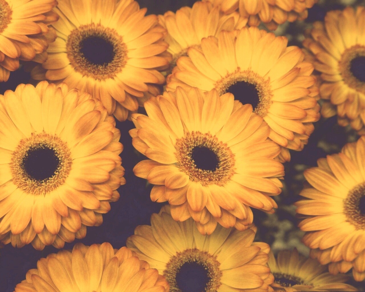 Желтые герберы обои