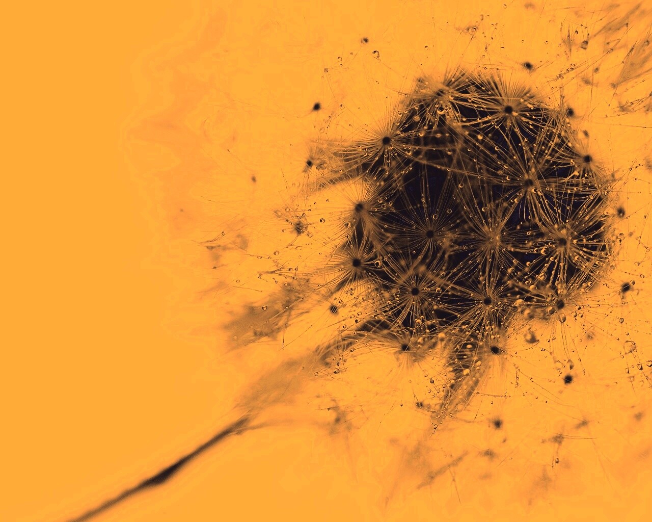 Одуванчик  обои