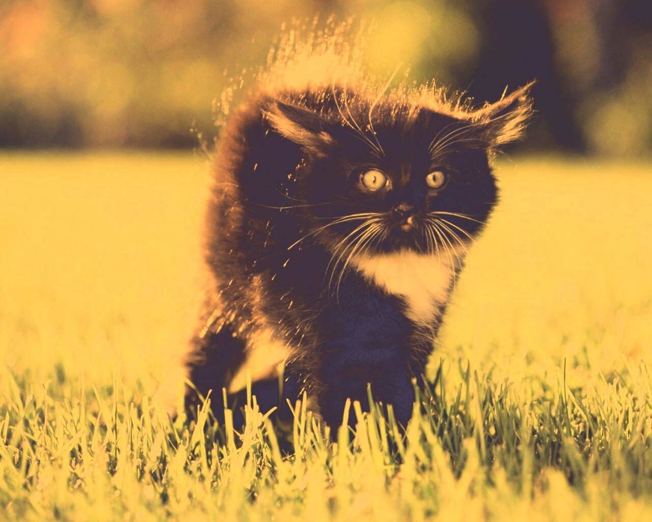 Кот воитель обои